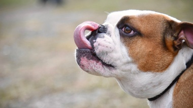 Vacunación antirrábica y desparasitación de mascotas en los barrios de La Plata