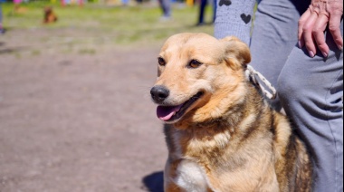 El cronograma de jornadas veterinarias en La Plata: doble turno en diferentes barrios