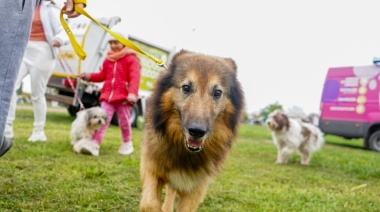 Extienden las jornadas de vacunación veterinaria a diferentes barrios de La Plata