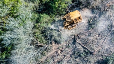 Ley Ómnibus: Ecologistas advierten que modificaciones legislativas podrán impulsar la deforestación en el Norte Argentino