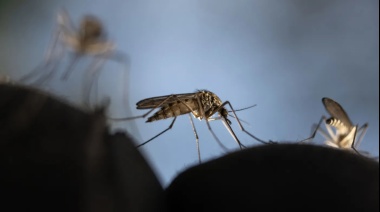 Aumentan a casi 800 los casos de dengue en La Plata tras el temporal