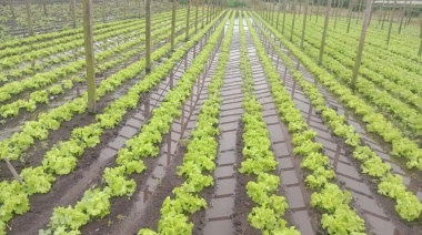 Los precios de verduras se dispararon tras el temporal