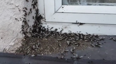 Intensa invasión de hormigas aladas en Buenos Aires y el conurbano