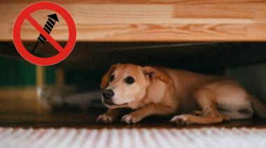 Concientización sobre pirotecnia: cuidemos a los más vulnerables estas fiestas