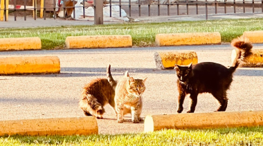 Denuncian que Unicenter-Cencosud busca "eliminar" a una colonia de gatos en el predio del shopping