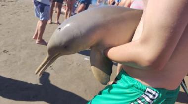 Murió un delfín en Mar del Tuyú tras ser sacado del agua por turistas