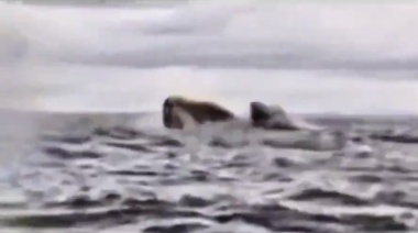 Estupor: un joven hacía packrafting, lo tragó una ballena y luego lo devolvió