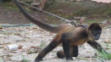 Rescataron a más de 200 animales silvestres hacinados en una casa de La Plata