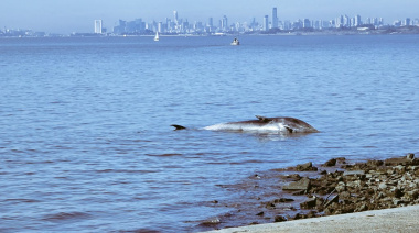 Apareció una ballena muerta en la costa de Vicente López