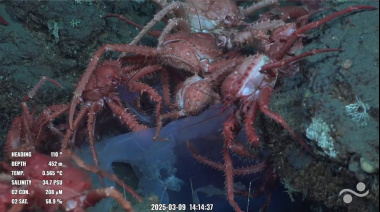 Transmiten en vivo la exploración de las profundidades del Mar Argentino