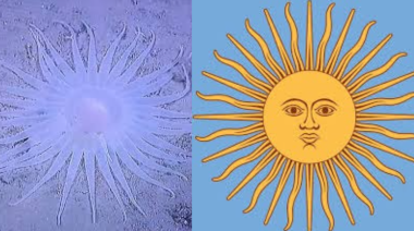 El “Sol de Mayo marino”: el descubrimiento viral que coronó la expedición científica argentina