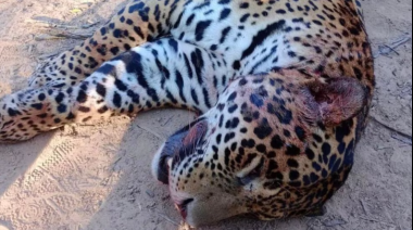 Condenan a tres cazadores por matar a un yaguareté: fallo inédito en Argentina