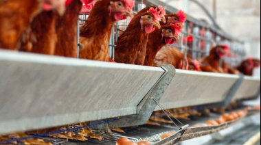 Argentina suspende exportaciones avícolas por un caso de gripe aviar en Los Toldos