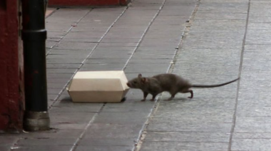 Nueva muerte por hantavirus en Buenos Aires y alarma por focos de riesgo en La Plata