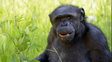 Murió Tomy, el histórico chimpancé del Bioparque platense