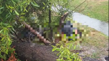 Un árbol cayó en plena tormenta y dejó a una mujer herida en Los Hornos