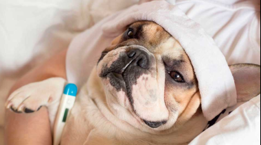 Italia aprueba licencias pagas para cuidar mascotas enfermas: hasta tres días al año con certificado veterinario