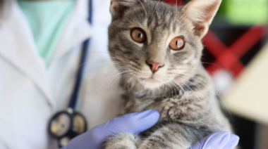 Castración y vacunación antirrábica gratuita para mascotas en Los Hornos
