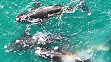 Ya no hace falta viajar al sur: las ballenas sorprenden en las costas bonaerenses