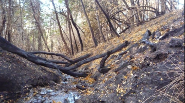 Determinan el impacto de los incendios forestales en los cuerpos de agua