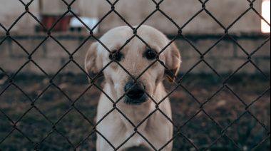 El maltrato animal como alarma social: El CVPBA llama a un cambio de perspectiva ética, psicológica y educativa