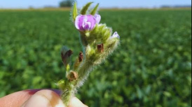 Un estudio del INTA y el CONICET quiebra un dogma del agro: la soja no es 100% autógama