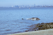 Apareció una ballena muerta en la costa de Vicente López