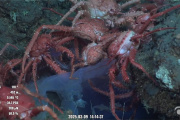 Transmiten en vivo la exploración de las profundidades del Mar Argentino