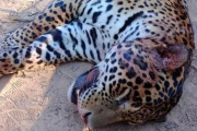 Condenan a tres cazadores por matar a un yaguareté: fallo inédito en Argentina