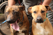 Atención veterinaria gratuita en Gorina y El Rincón: llegan jornadas de vacunación antirrábica y castración