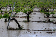 El Gobierno declaró la emergencia agropecuaria en Buenos Aires y San Juan