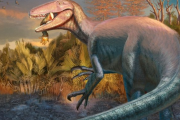 Descubren en Argentina un nuevo megarraptórido, uno de los últimos dinosaurios en habitar la Tierra