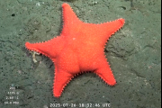 Nuevo stream del Conicet explora cañones submarinos en Patagonia