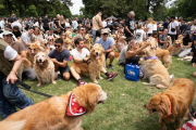 Récord mundial: reunieron más de 2.300 golden retrievers en los Bosques de Palermo
