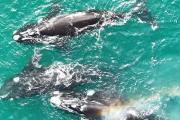 Ya no hace falta viajar al sur: las ballenas sorprenden en las costas bonaerenses