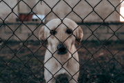 El maltrato animal como alarma social: El CVPBA llama a un cambio de perspectiva ética, psicológica y educativa