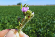 Un estudio del INTA y el CONICET quiebra un dogma del agro: la soja no es 100% autógama