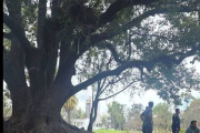 Conmoción por un macabro hallazgo en Parque Saavedra