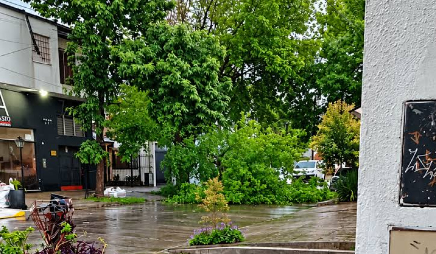 En medio de la tormenta en La Plata cayó un árbol en la zona de La Loma